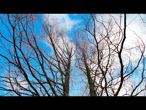 Waiting for Spring, a gentle meditative piece for synth harp (original composition)