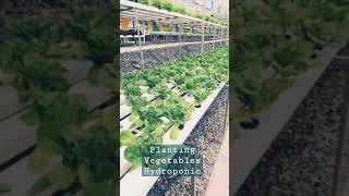 Hydroponic Veges | #shorts #shortsbetavideo