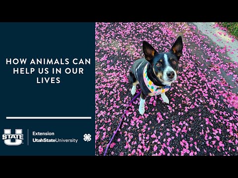 How Animals Can Help Us in our Lives