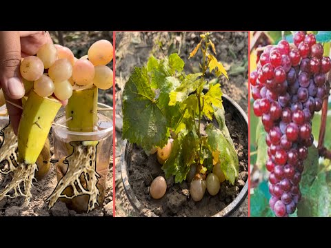 How to grow grape tree from grapes fruit | How to grow grape vine from grape fruit easy grow grape |