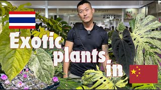 Bangkok International Exotic Plant Show in 🇨🇳CHINA | Monsteras | Anthuriums | Platyceriums And More!