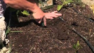 How to Plant Sweet Potatoes