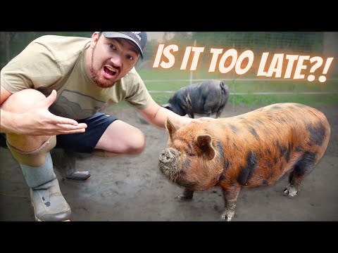 We Need To Separate Our Pigs... (Before This Happens)