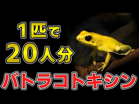 ゆっくり毒物vol.68　バトラコトキシン【ゆっくり解説】