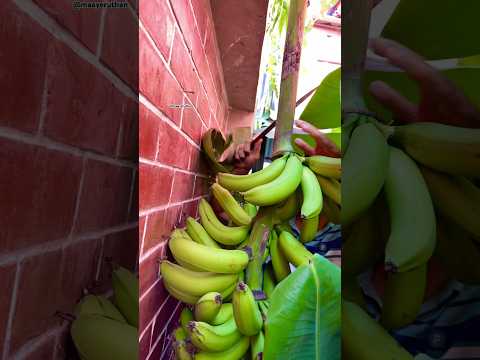 Harvesting bananas 🍌 #banana #bananatree #gardening #harvesting #harvest #shortsfeed #shorts #fyp