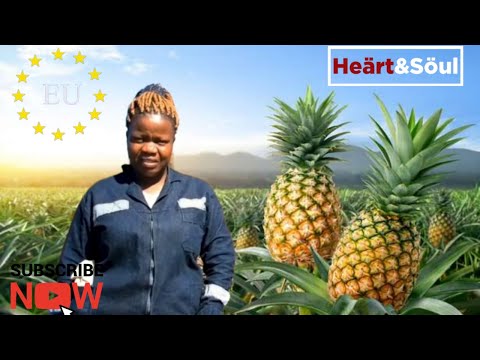 Chipinge farmer reaps big enters EU market -#HSTVMasterClass