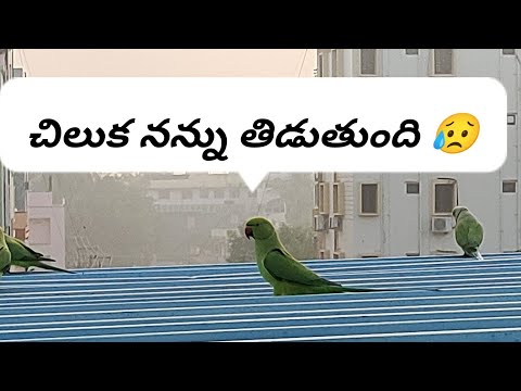 ఎందుకంత కోపం నామీద 🤨🦜Don't miss that - serious on me #mornigvibes #parrotsounds #naturalbirdvoice