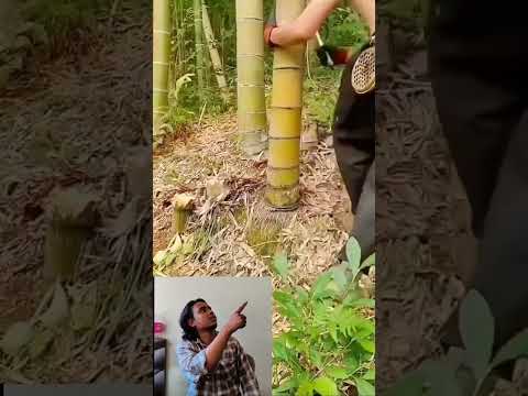 Bamboo tree cutting 🪵🌵🪴🌵 #bamboo #tree #treeplantation #review #shorts #youtubeshorts #ytshorts