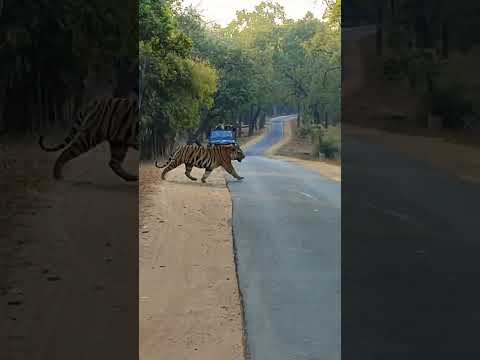 TIGER 🐅l Tiger crossing  road in India @NatGeoAnimals @wwa5709#shorts #youtubeshorts #viralshorts