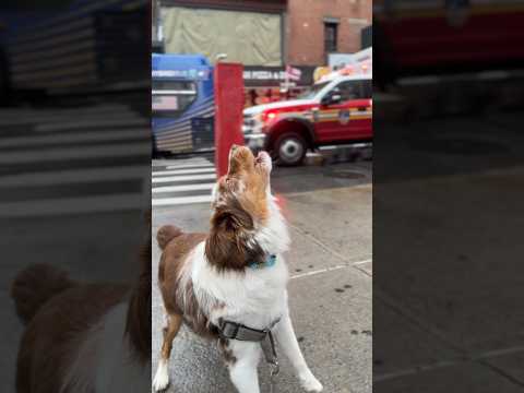 Dog Howls clearing the streets in NYC 🥰 #dog #australianshepherd #howling