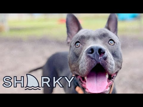 Sharky the super happy family pittie! Available for adoption near you!