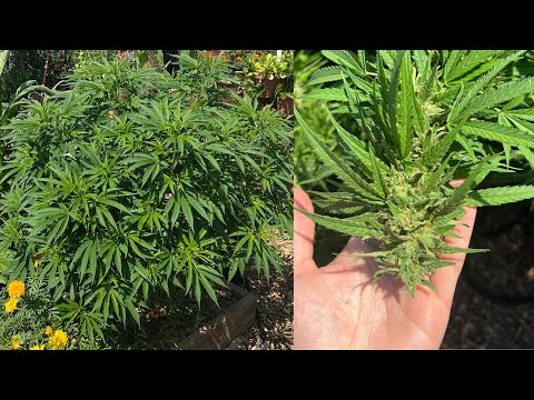 Growing Cannabis FULL YEAR TIMELAPSE