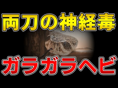 ゆっくり毒物vol.62　南アメリカガラガラヘビ（クロトキシン）【ゆっくり解説】