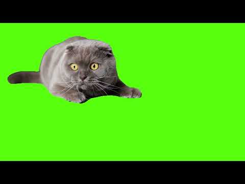 Cat funny Green Screen  ( Saturday 4 March 2023 )