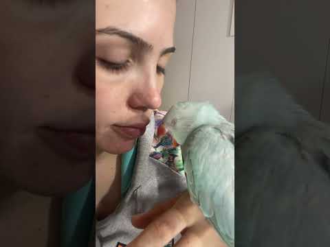 Cutest Parrot Soaks Up Love