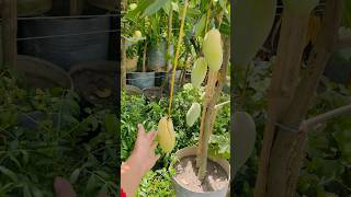 😋🥭#mango #mangotrees #shortsfeed #youtubeshorts #gardening #fruit #shorts #mangofarming #viral