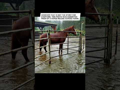 FLASH FLOODING IN MAPLE RIDGE! | Atmospheric Rain In The City #flood  #news #horses #flood2024