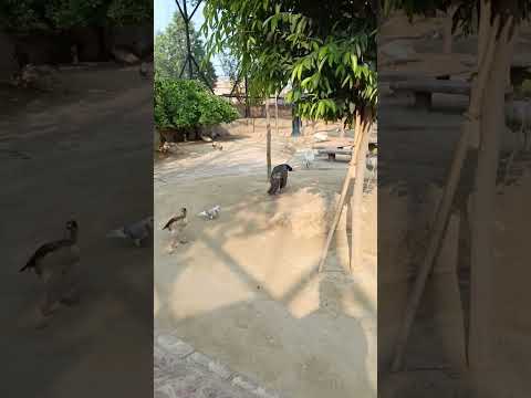 B17 zoo#zoo #islamabad#peacock #hens #pigeons#viral#shorts#ytshorts