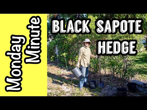 Monday Minute- Black Sapote Hedge!