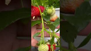 Still ..Strawberry Delizz #growingfruitsincontainers #growingfruit #growingfruits #asmrfoods #fruity