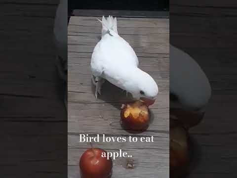 Bird Eating Cherry Apple #birds #trending #food