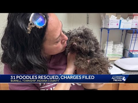 31 poodles rescued from illegal kennel in Indiana County