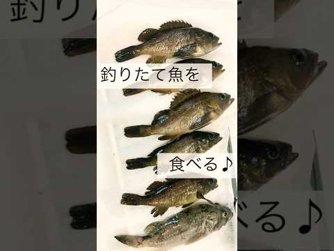 【親友】釣りたての魚を我が家に持ってきて捌いてくれました！ #shorts