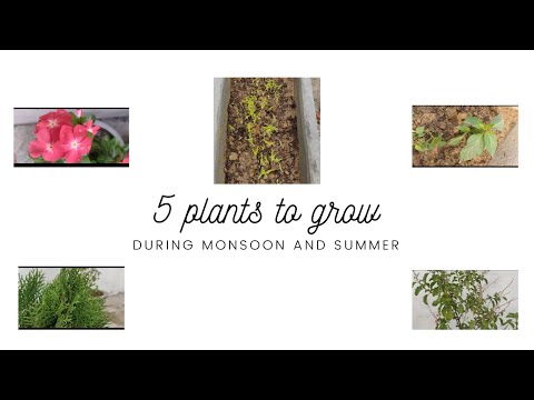 5 plants to grow during Indian summer and monsoon || easy to grow and maintain || wanderwithlibra