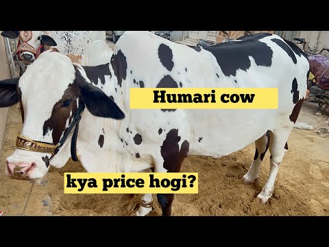 qurbani 2024 | cow mandi #cow #cowvideos #qurbani2024 #bakra #trending #viral #reels