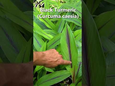 SO Rare and Medicinal: Get Your Hands on Black Turmeric on our Online Store! #foodforest #gardening