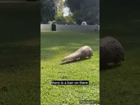 क्यू पैंगोलिन्स की इतनी ज़्यादा तस्करी होती है ? #pangolin #mosttraffickedanimal #why