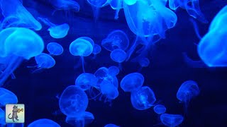 Jellyfish Aquarium ~ Relaxing Music for Sleep, Study, Meditation & Yoga • Screensaver • 3 HOURS