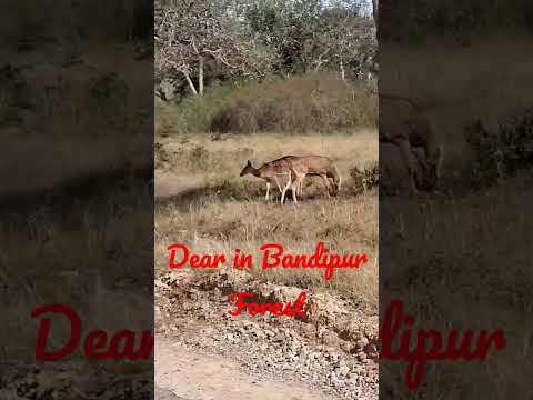 Dear In Bandipur Forest #viral #reels #trending #sdgmr #tiktok #vlog #dear #top