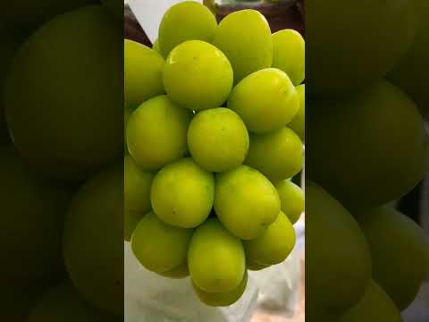 #youtubeshorts #fruit #shortvideo #fruitcutting #grapes#greengrapes#shortsviral #shorts