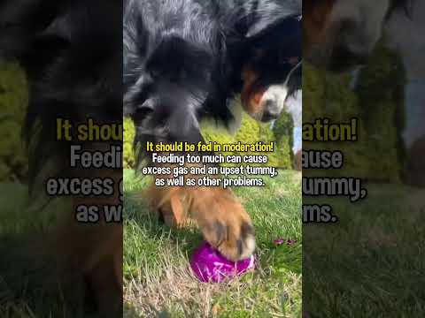 Cute Dog Chomps on Crunchy Cabbage 😋 #bernesemountaindog #dogvideo #asmr #asmreating #cutedog