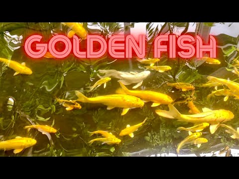 The amazing discovery of golden fishes