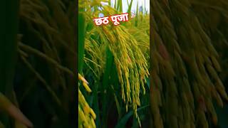 छठ पूजा 🙏 घान खेती 🌾 Chhota Puja songs 🙏 viral video || #shortvideo  || #chhathpuja  #youtubeshorts