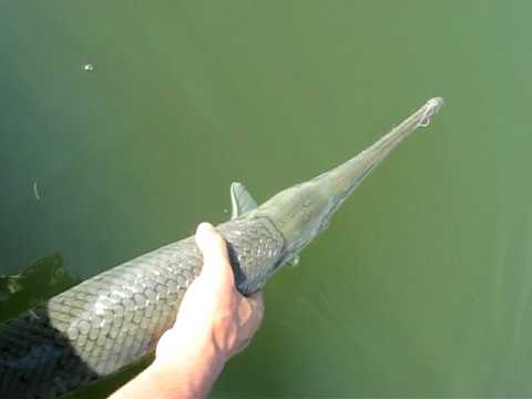 longnose gar