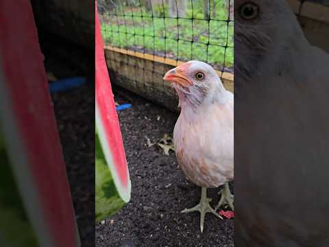 chicken watermelon #music #organic #homestead #fyp #viral #nature #chicken #chickens