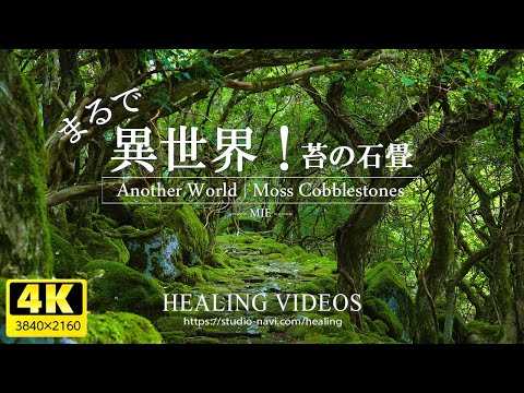 [Healing] It's like another world! | The stone pavement covered in moss is fantastic! (Japan)