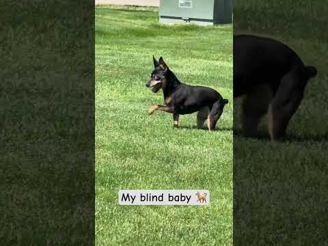 My blind dog is so happy at the park ❤️ #dog #pets #cute #babyshorts #backstreetboys