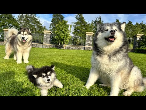 Dogs Go Crazy Wanting To Play With New Puppy! He's So Adorable!!