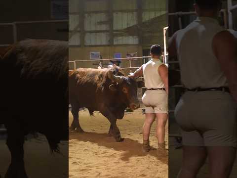 Man versus angry bull