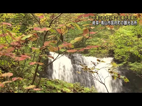 宇津江四十八滝で紅葉が見ごろ 夜間のライトアップも　岐阜・高山市国府町の観光名所 (24/10/31 12:03)