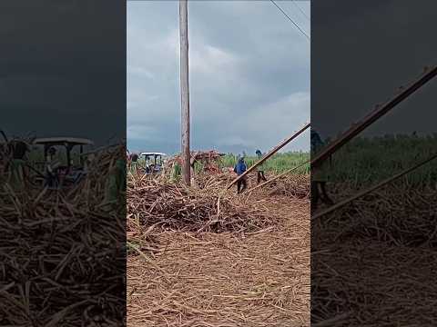 Sugar cane workers Hard work in the province #motorbike #lorry #motorcycle #farming