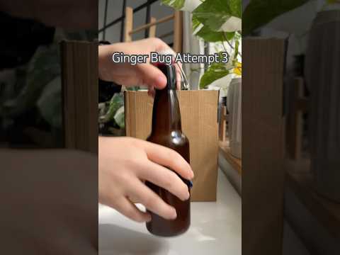 Ginger Bug #shorts #diy #experiment #juice #soda #drink #fermentation #ginger #gingerale #brewing