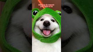 Send this to your Bestie ❤️ #funny #cute #puppy #dogsofinstagram #tiktok #dog audio:leontcd