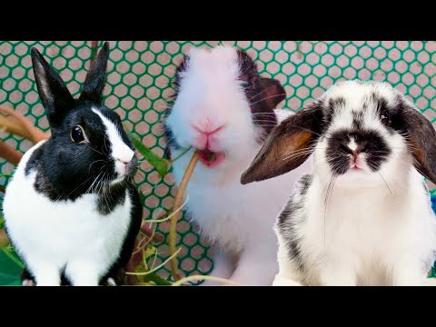 Unbelievable!! Rabbit is eating water convolvulus, Rabbit eating water spinach look so delicious.