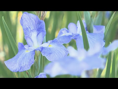 【映像】御殿場公園のハナショウブ　福島・喜多方市【カメラめせん⑨】