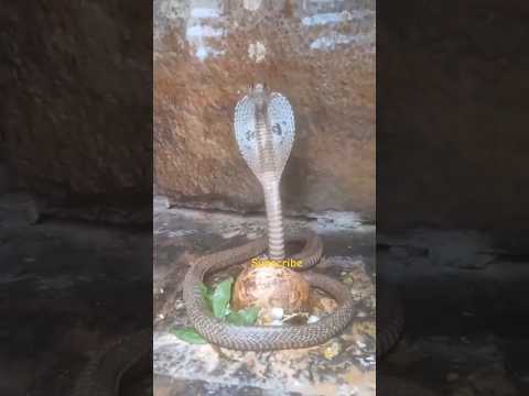 Real Shiva lingam snake #shivalingam #snake #omnamahshivaya #lingam #haraharamahadev #lordshiva